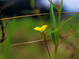 Close-up of a yellow flower blooming in the field. 