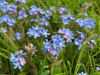 Some pretty forget-me-not flowers up close growing in the grass