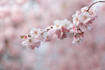Pink sakura flowers on the spring background - 784461489