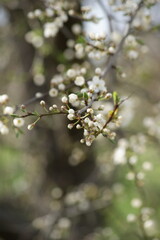 tree blossom