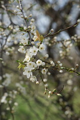 tree blossom