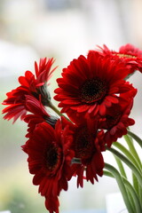 red gerbera flower
