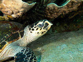 A Hawksbill Turtle resting under corals Apo Island Philippines