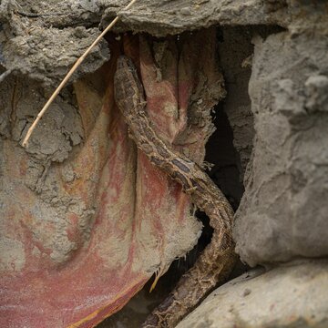 Captivating Indian Python Photos | Valmiki Tiger Reserve Stock