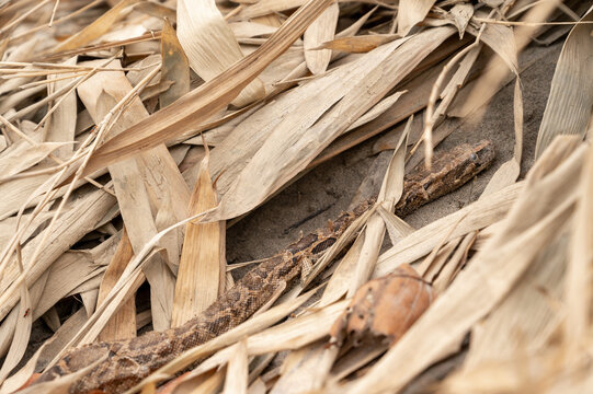Captivating Indian Python Photos | Valmiki Tiger Reserve Stock