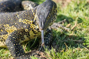 Water Monitor / Monitor Lizard at the Boteti River, Botswana
