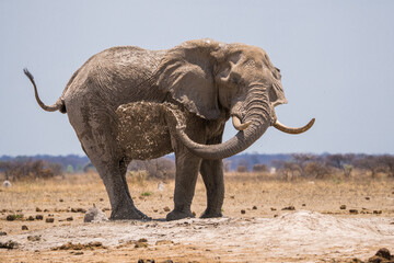 Splashing/bathing elephants at the Nxai Pan waterhole, Botswana