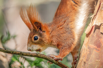Eichhörnchen mit einer Nuss im Maul kopfüber im Baum