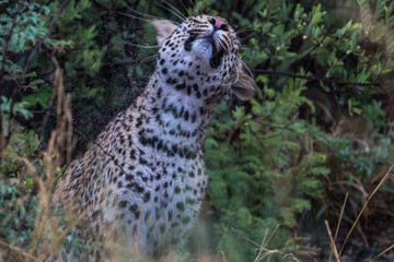 Leopard in the rain in Nxai Pan, Botswana