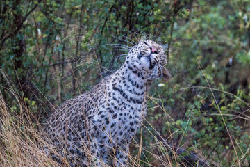 Leopard in the rain in Nxai Pan, Botswana