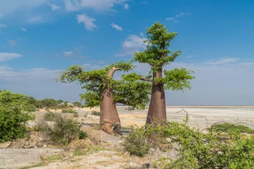 Foto op Canvas Baobab in Kubu Island, Botswana © Nadine Wagner