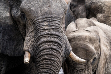 Elephant close-up, Botswana