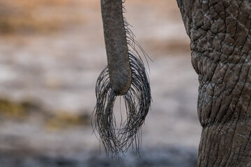 Elephant close-up of tail, Botswana