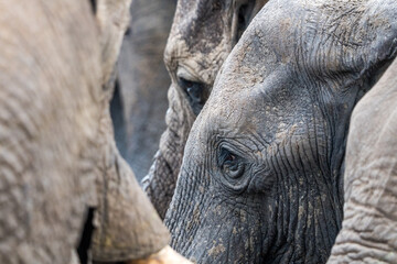 Elephant close-up, Botswana