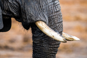 Elephant close-up of tusks, Botswana