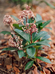 Blooming Skimmia japonica Rubella in garden, close up view - 784469290