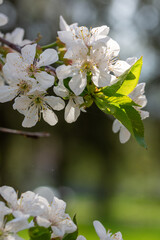 Cherry blossom branch in the park. Nature of Ukraine.