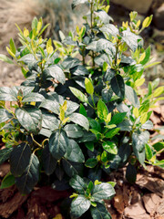 Viburnum tinus or Laurustinus plant, close up view of little bush - 784469827