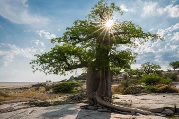 Rolgordijnen Baobab in Kubu Island, Botswana © Nadine Wagner