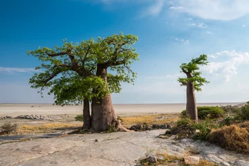 Tischdecke Baobab in Kubu Island, Botswana © Nadine Wagner