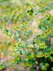 Flowering Wood spurge close up. Euphorbia amygdaloides - 784470215