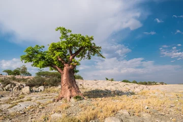 Fotobehang Baobab in Kubu Island, Botswana © Nadine Wagner