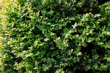 Buxus foliage background with sunlight close up - 784470829