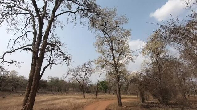 Beautiful blue sky and dry trees in Tadoba national park