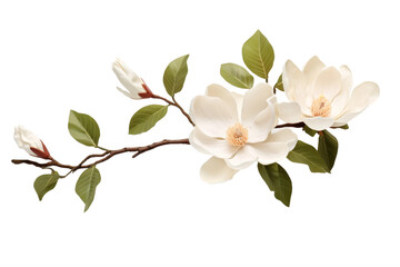 Serenity Blooms: A Branch of White Flowers and Green Leaves. On White or PNG Transparent Background.