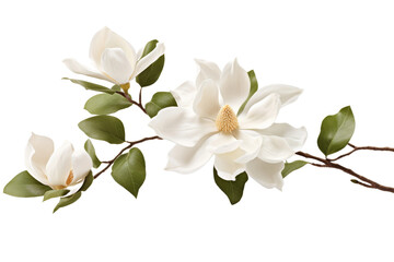 Ethereal Elegance: Two White Flowers Dancing Among Vibrant Green Leaves on a Pure White Canvas. On White or PNG Transparent Background.