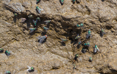 flies feeding on animal dung