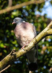 Wood Pigeon (Columba palumbus) - Widespread across Europe and Asia