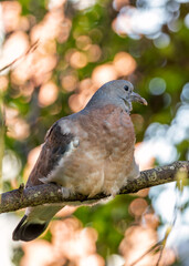 Wood Pigeon (Columba palumbus) - Widespread across Europe and Asia