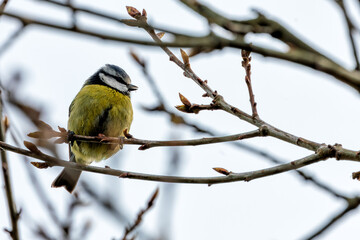 Blue Tit (Cyanistes caeruleus) - Found throughout Europe and parts of Asia