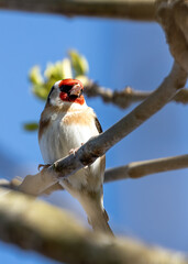 European Goldfinch (Carduelis carduelis) - Found across Europe, Asia & North Africa