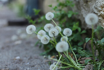 Dandelion white seeds