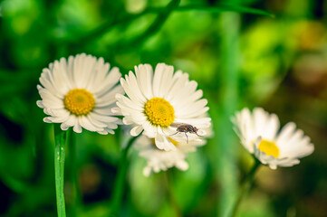 White daisy flowers during sprint time with an insect on top of one of the 3 flowers on the...
