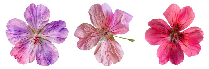 Set of geranium flowers isolated on a transparent background. PNG.