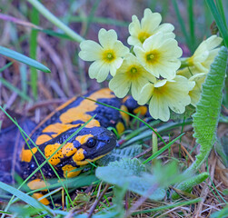 Feuersalamander, Salamandra salamandra im UNESCO Geopark Bergstraße-Odenwald, Überwald, Hessen,...