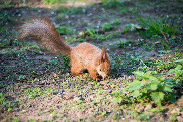 squirrel in the park