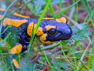 Feuersalamander, Salamandra salamandra im UNESCO Geopark Bergstraße-Odenwald, Überwald, Hessen,...