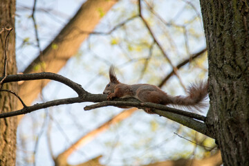 squirrel on tree