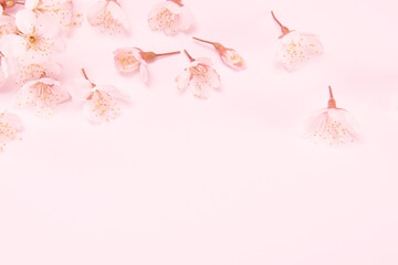 Branch of blooming cherry blossoms isolated on pink background. Traditional japanese flower.