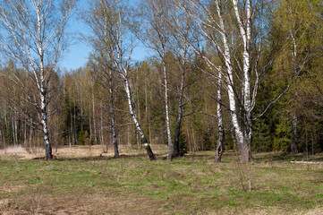Group of birch trees in forest glade, sunny spring day