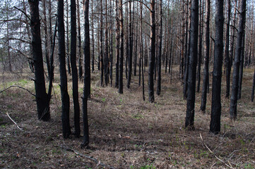 Burnt forest remains after wildfire