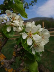 apple tree blossom - 784480070