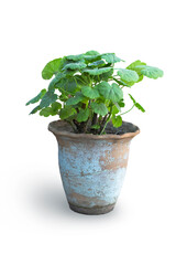 Geranium in an old clay pot with cracked blue paint, isolated on a white background.