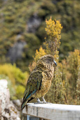 Kea bird on a journey in Arthur's Pass, inviting travel and exploration in New Zealand's wild