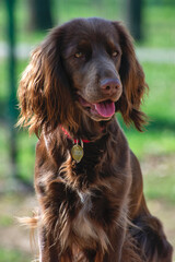 Obraz premium portrait of a dog