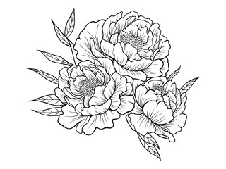 Vector bouquet of peonies. Hand graphics, hand drawn peonies